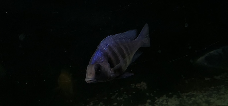 Placidochromis sp. 'phenochilus tanzania'